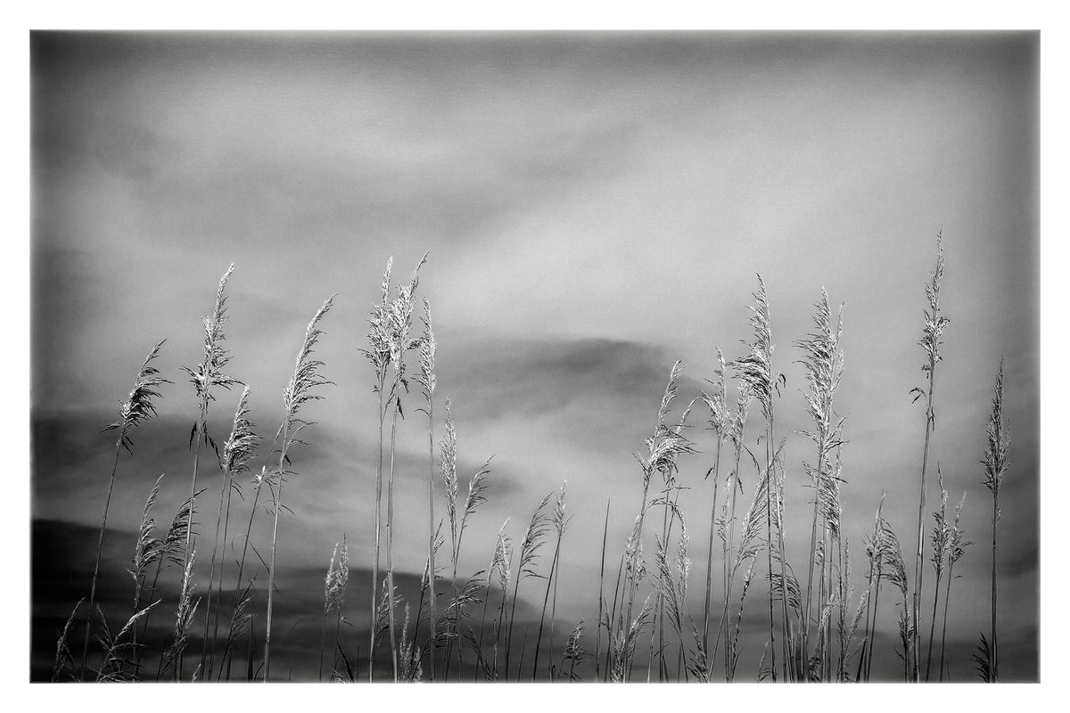 Grasses, Cape Cod, 24 x 36 by Brooke T Ryan