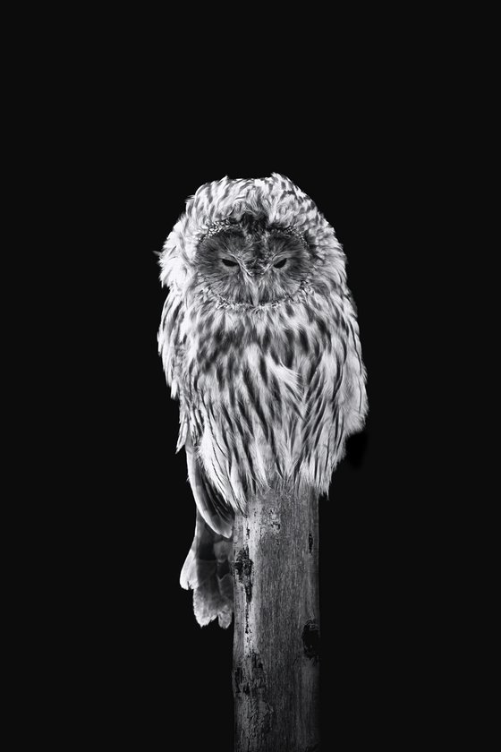 Ural Owl on a post