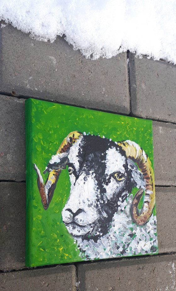 "Swaledale sheep II"