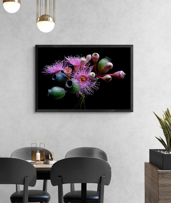 Gum Nuts and Blossoms