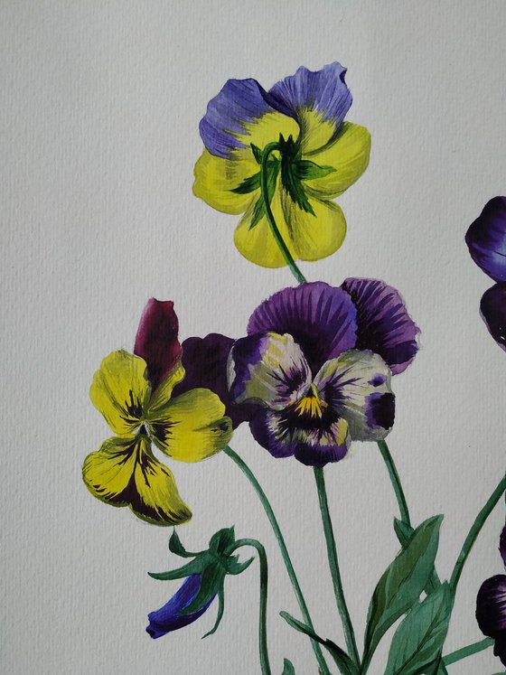 Pansies, 35x45cm, wathercolor on paper 2018