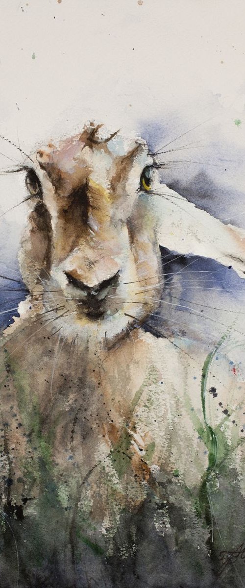 Hare in the Bushes by Tomasz Mikutel
