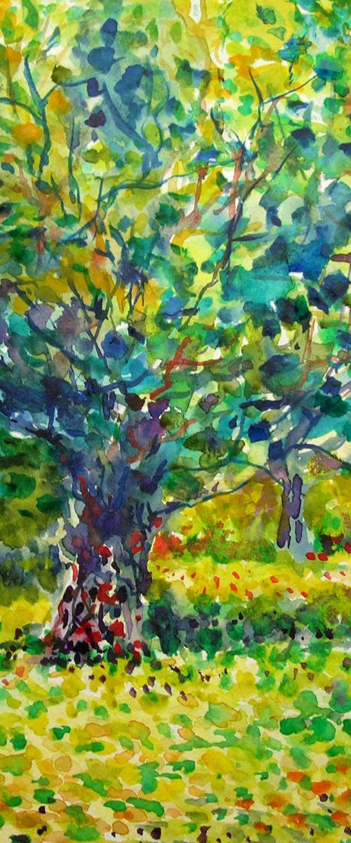 Olive garden No2 by Maja Grecic