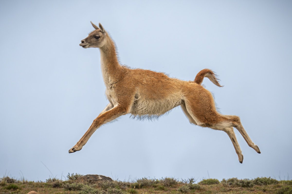 Photorealistic Animal Photograph By Nick Dale, 53 X 38", Jumping For Joy, Original Artwork