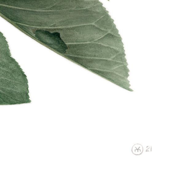 Leaves Like Wings