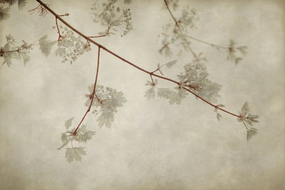 Maple Leaves, 36 x 24"