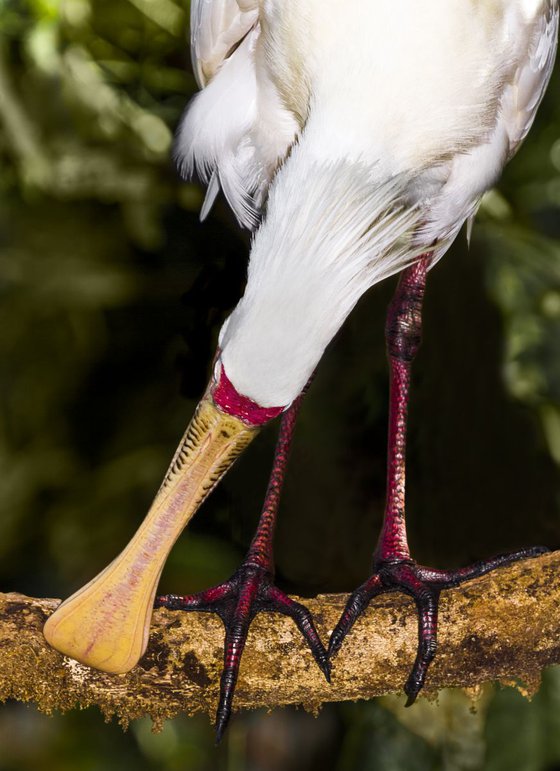 Birds - Australian yellow-Billed Spoonbill, Port Douglas, Queensland, Australia