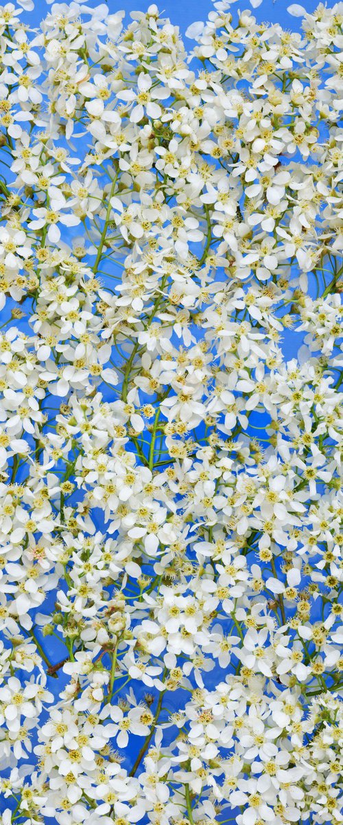 Airy Bloom by Anna List