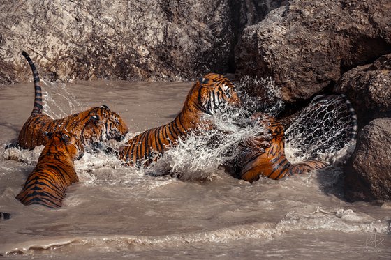 Tigers in Action