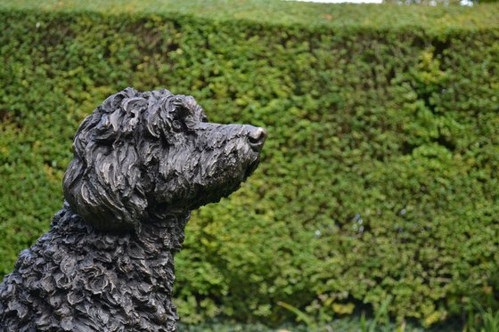 Harry Labradoodle sculpture