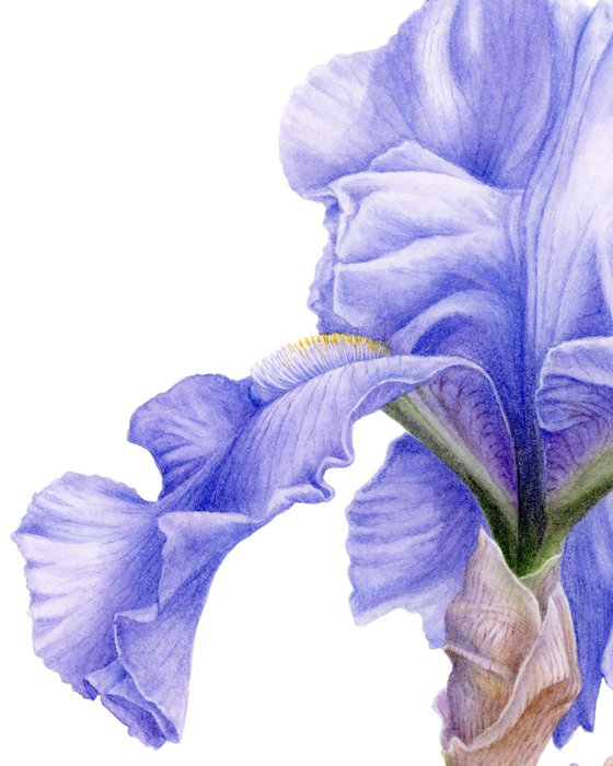 Blue Iris Front View