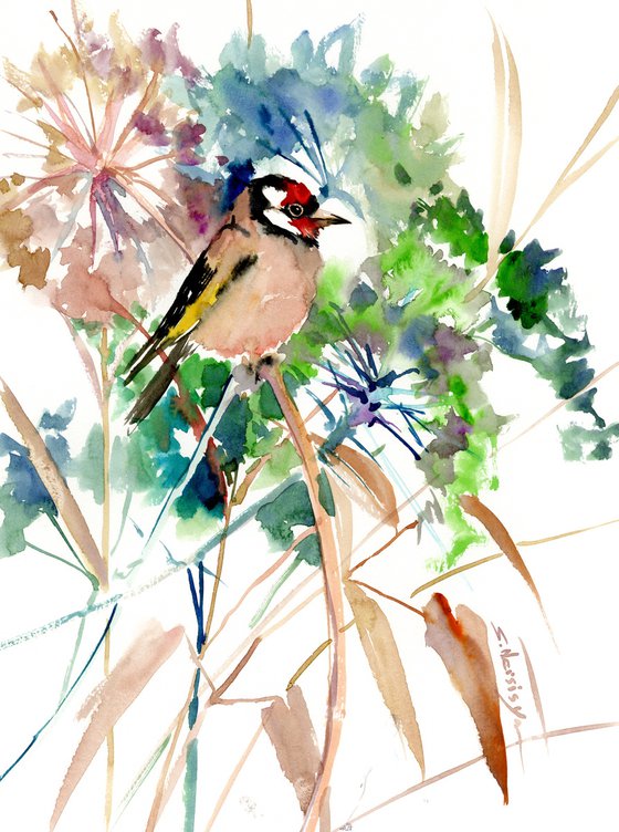 European Goldfinch