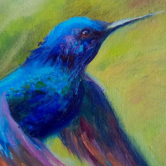 Hummingbird