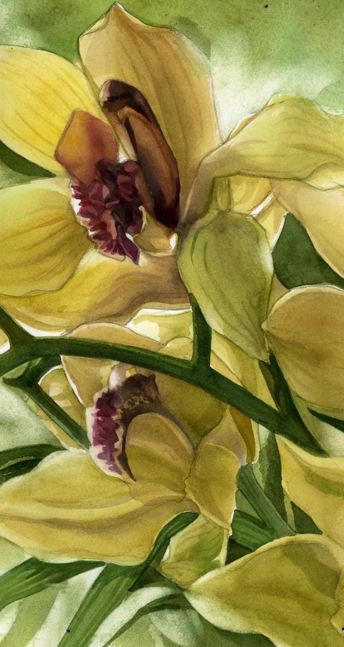 winter cymbidium orchid by Alfred  Ng