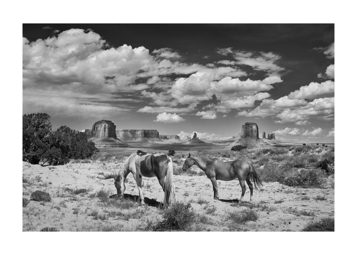 Wild Horses, Monument Valley, Arizona by Clive Shalice