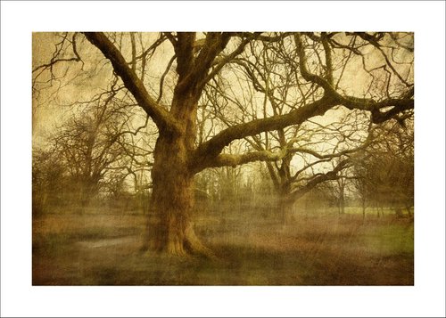 Trees in the mist by Martin  Fry
