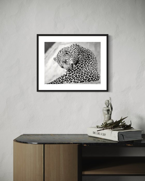 THE BIG LEOPARD