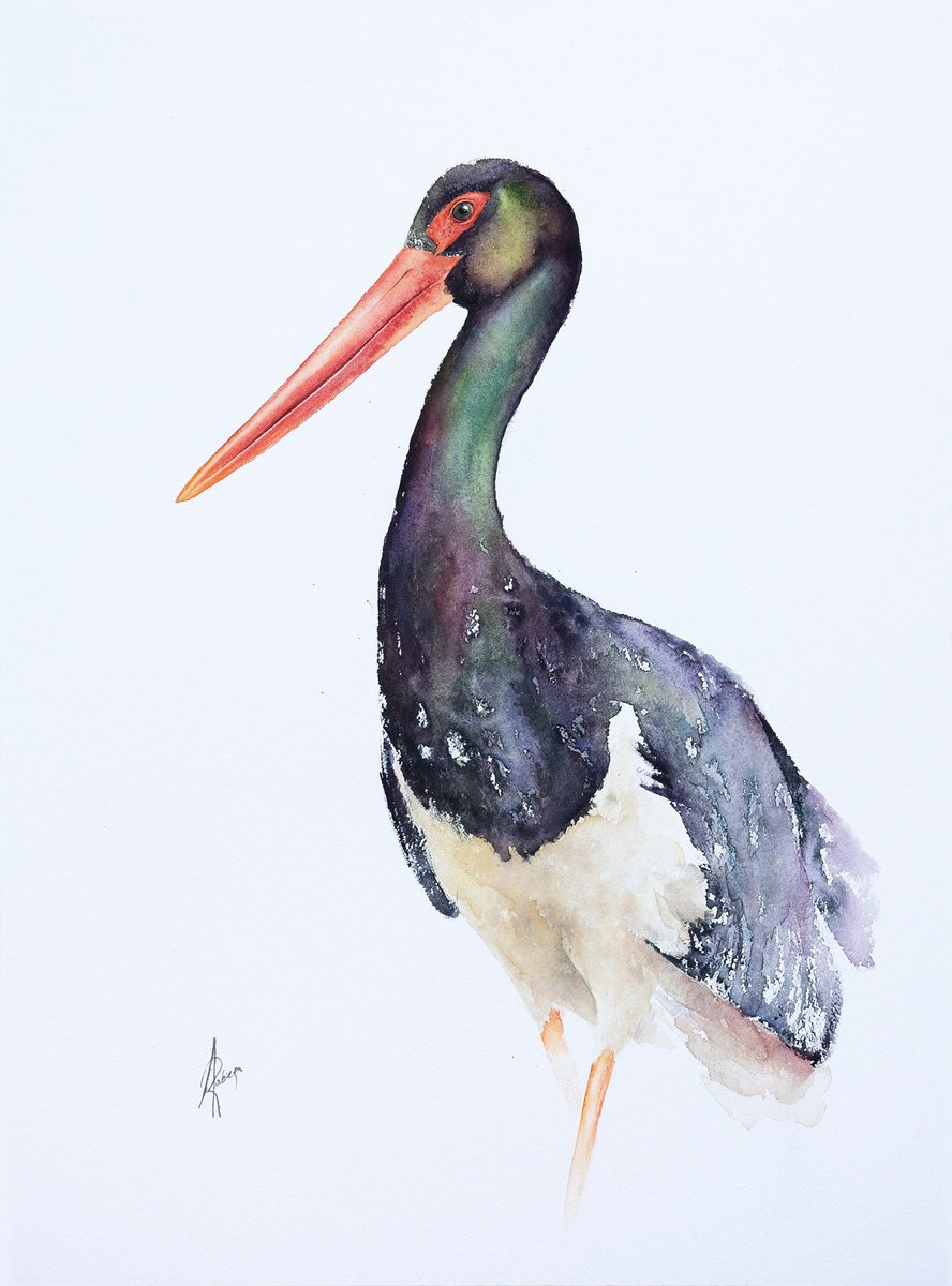 Black Stork by Andrzej Rabiega