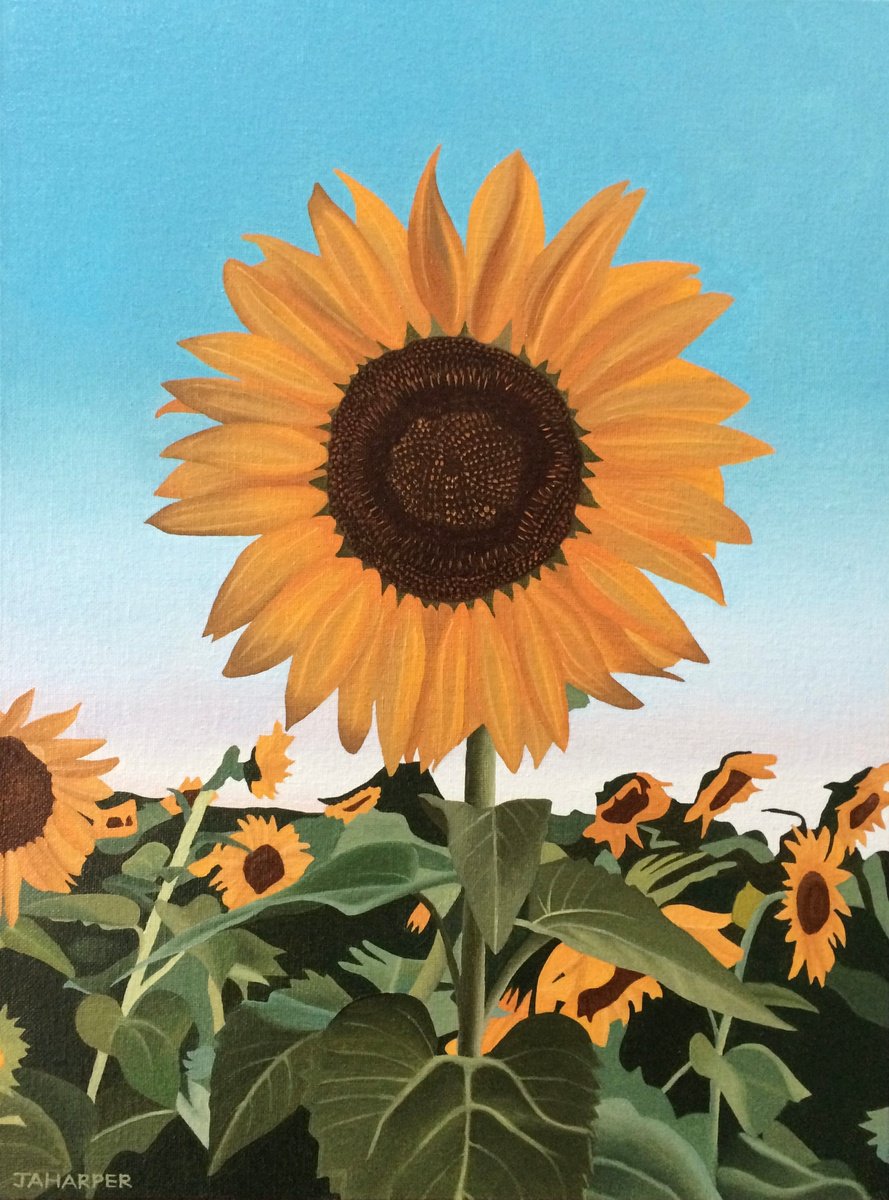Photorealistic Oil Painting , Sunflower By Jill Ann Harper, 13 X 17, Artwork For Sale On Artfinder