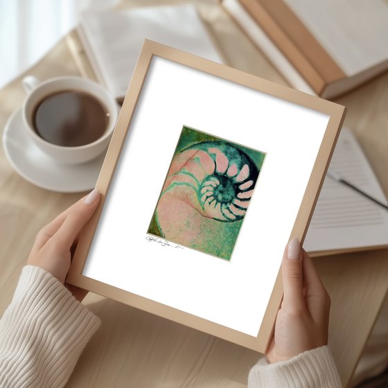 Nautilus Shell Collection 21