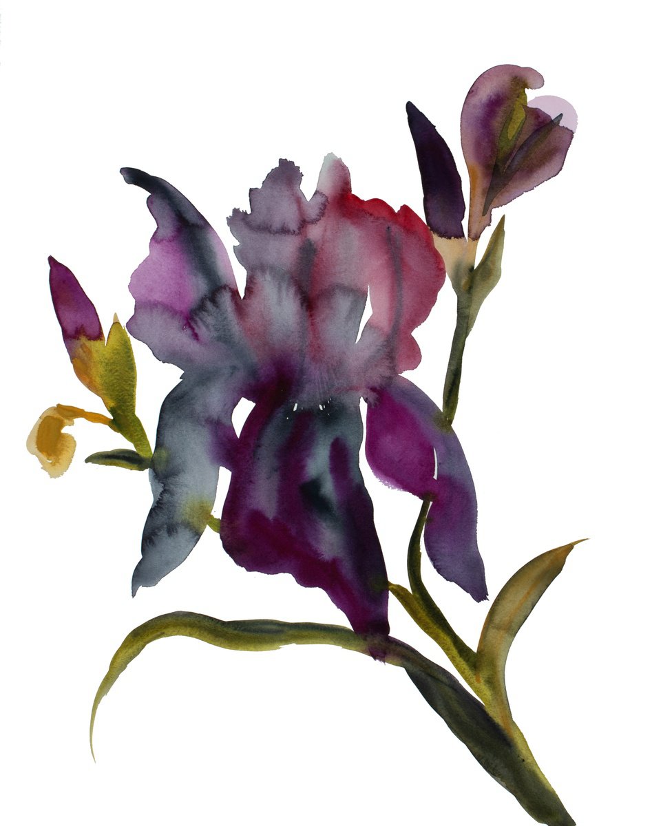 Expressive Botanical Watercolour By Elizabeth Becker, 16 X 20, Iris No. 204, Original Artwork