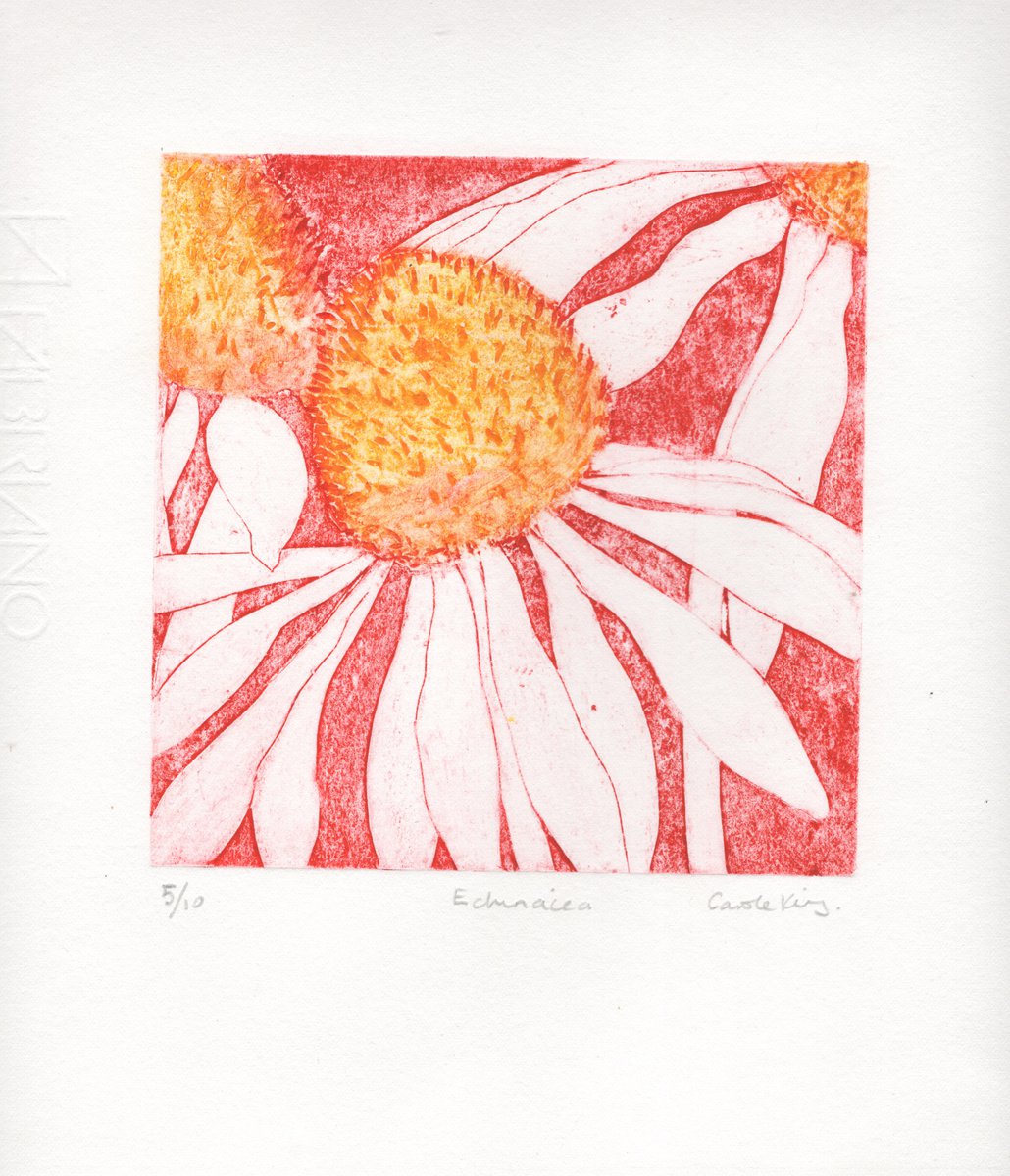 Echinacea 5-10 by Carole King