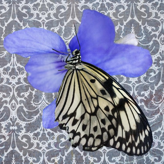 butterfly on violet