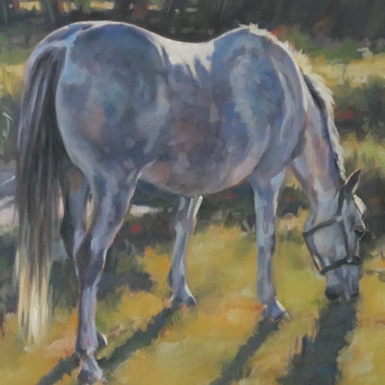 Evening Sunset - Grey Horse