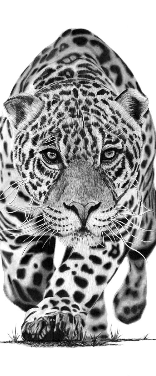Jaguar by Paul Stowe