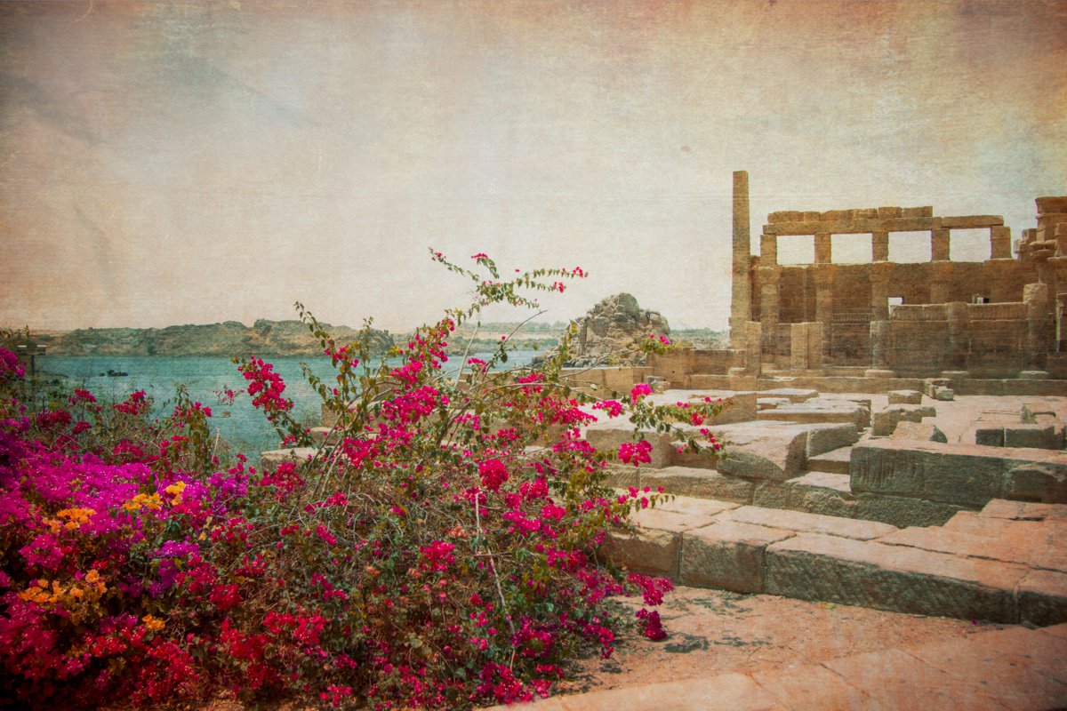 Flowers in the Egyptian castle by Viet Ha Tran