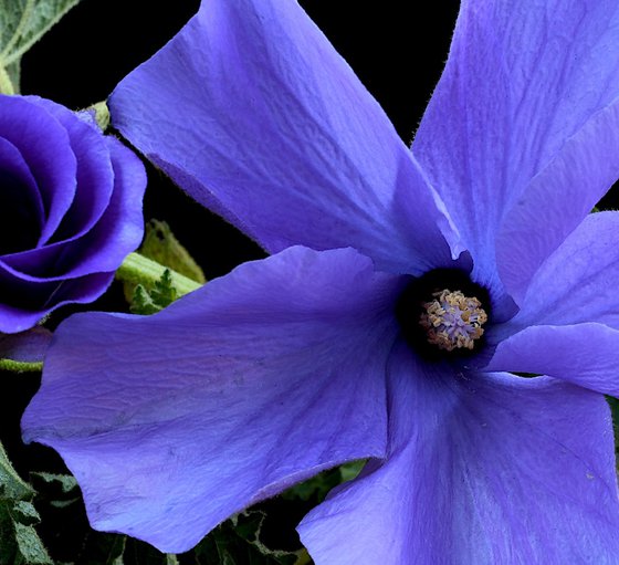 Lilac Hibiscus Flower