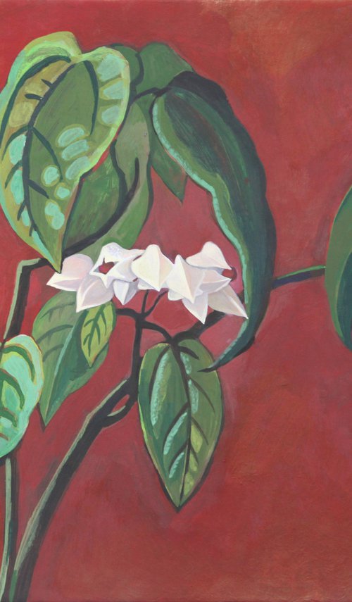 Clerodendrum Thomsoniae by Marina Gorkaeva