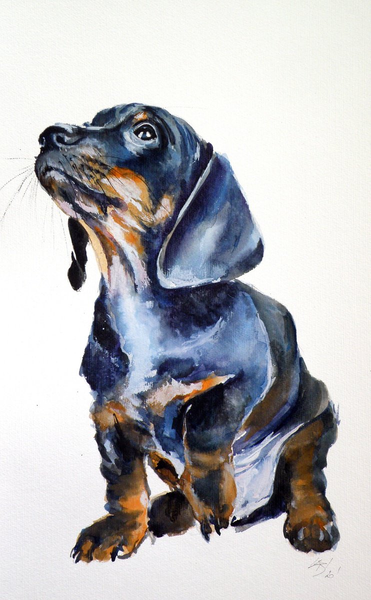 Impressionistic Animal Watercolour By Kovacs Anna Brigitta, 12 X 20", Dachshund Puppy, Original Artwork