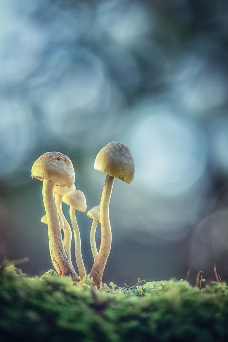 Photorealistic Photograph , Fungi In The Forest By Paul Nash, 16 X 24, Artwork For Sale On Artfinder
