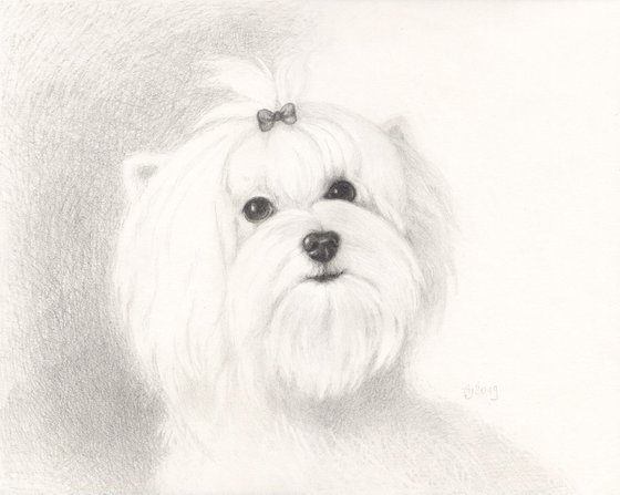 Maltese