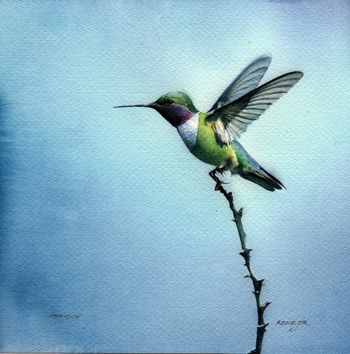 Bird CCLI - Hummingbird by REME Jr.