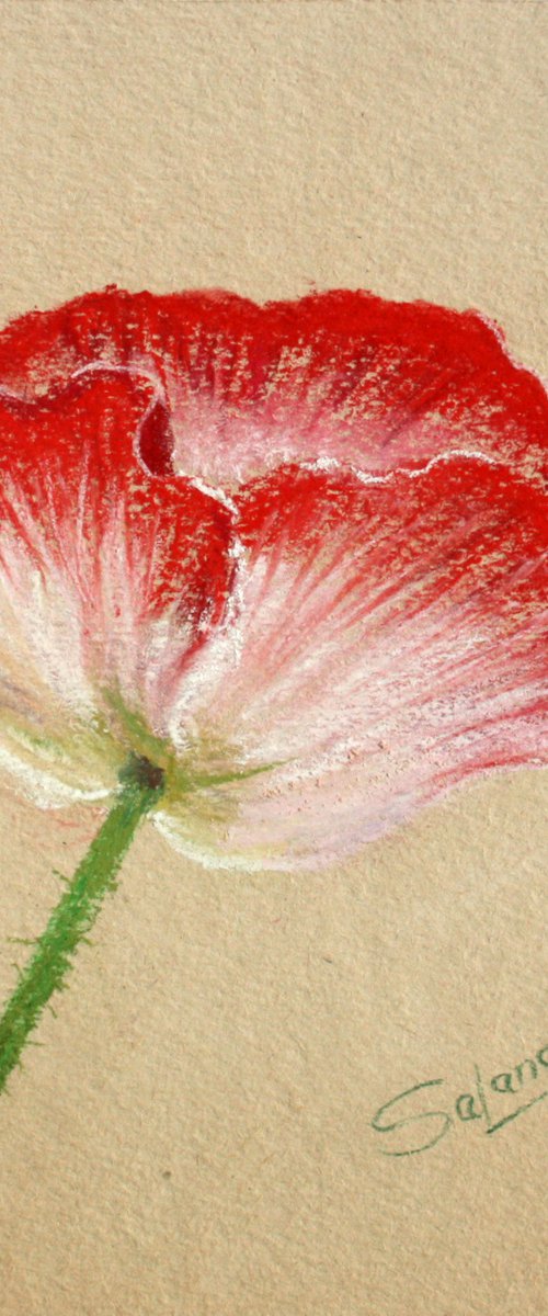 Poppy I /  ORIGINAL PAINTING by Salana Art