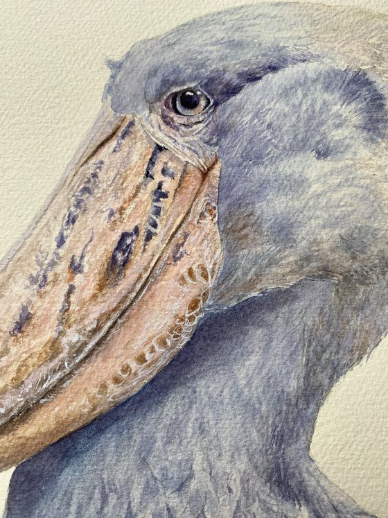 Shoebill bird portrait on white background