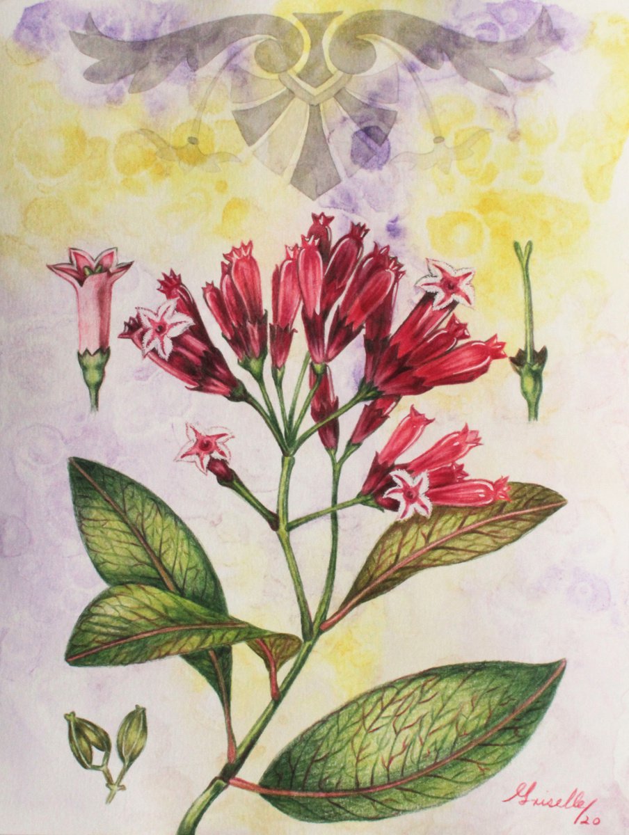 Sacred plants: Quinine. by Griselle Morales Padron