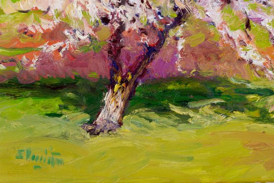 Aprico Tree in the Spring