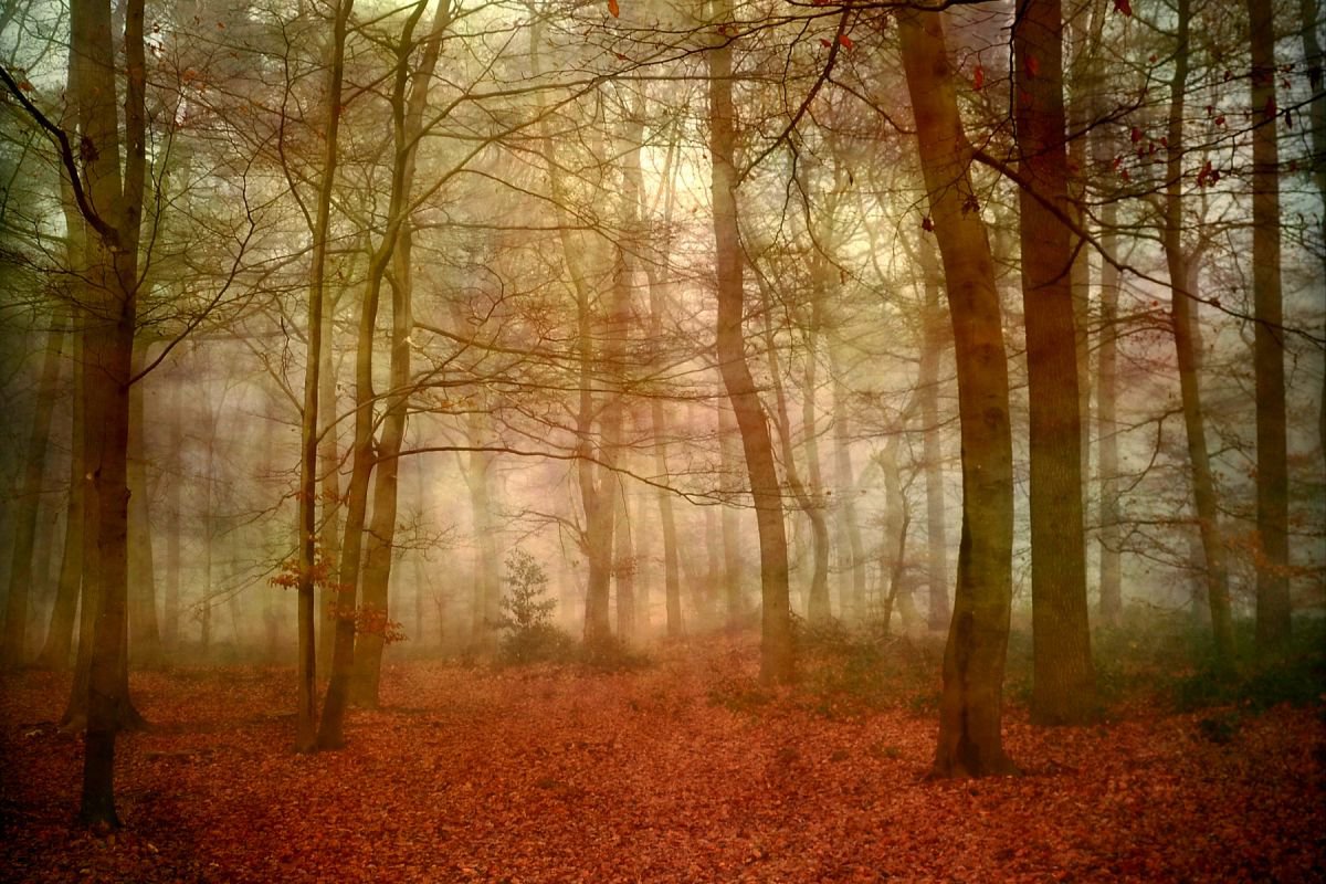 Fairytale Forest by Sandra Roeken