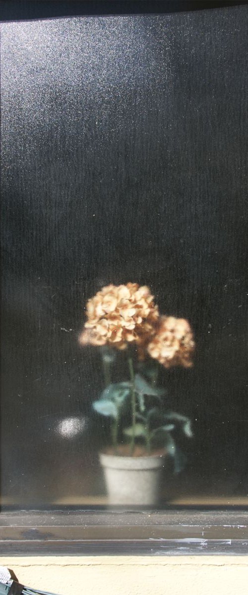 Flowers by Chiara Vignudelli