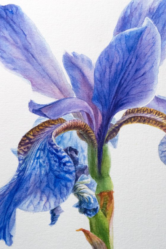 Iris