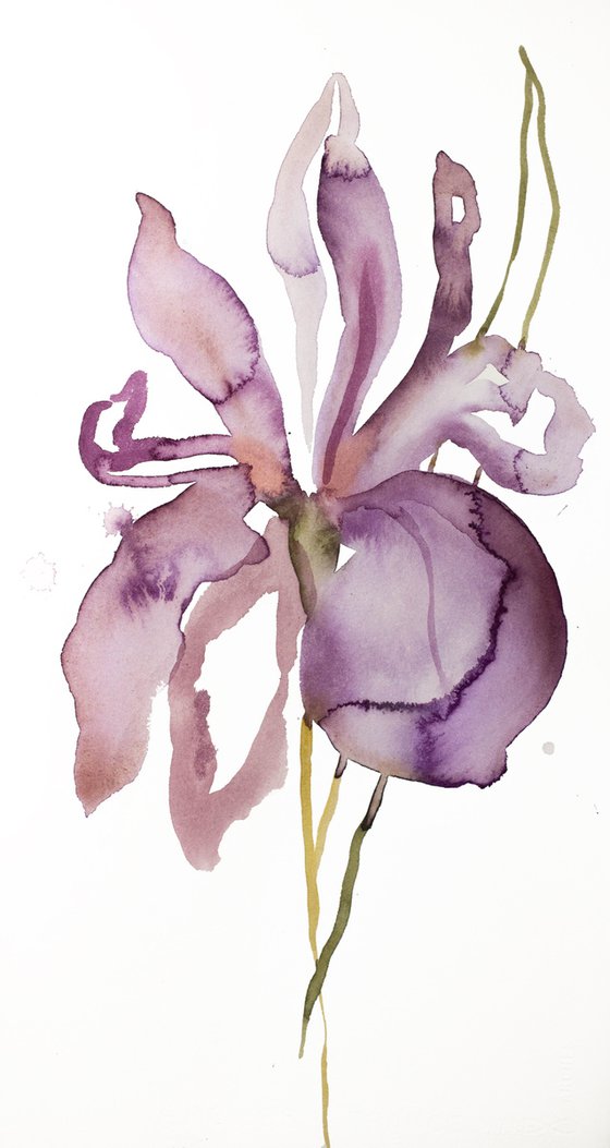 Iris No. 148