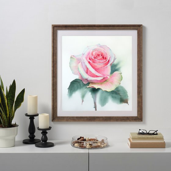 The Delicate Rose