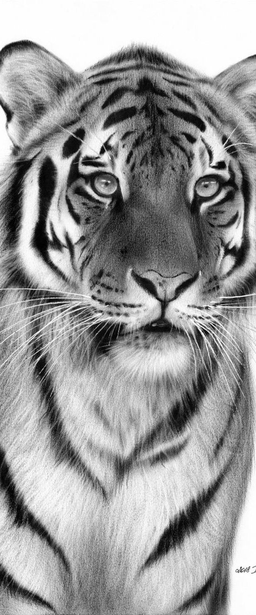 Tiger by Danguole Serstinskaja
