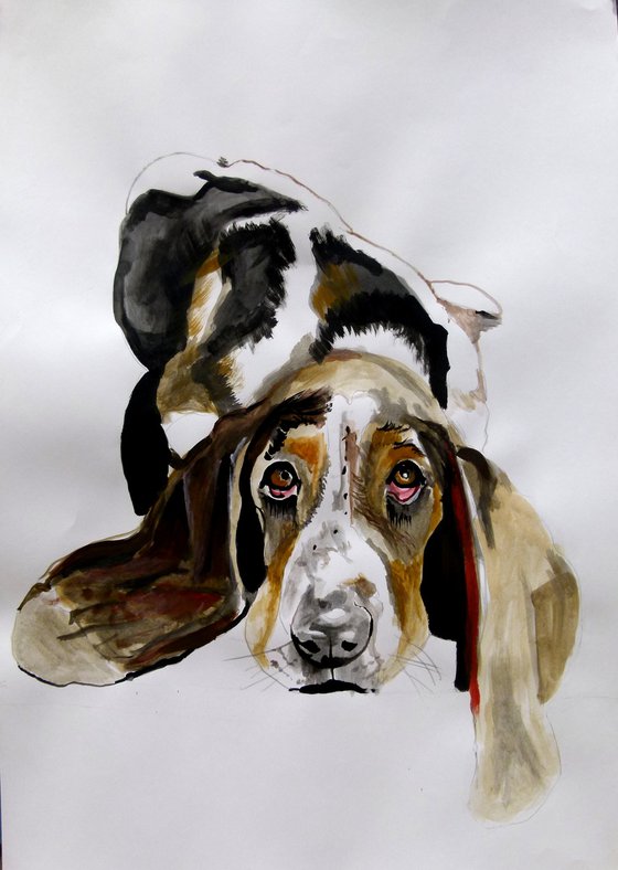 Basset hound