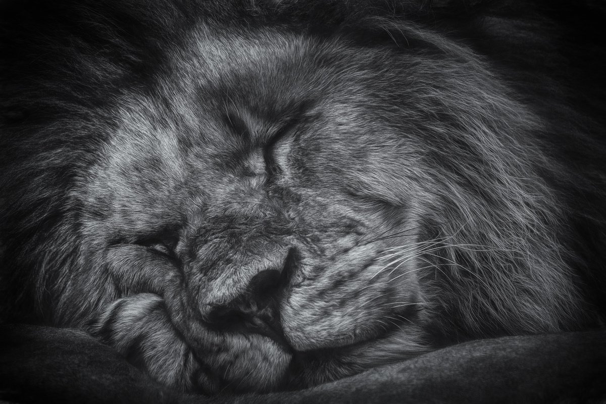 Photorealistic Photograph , Sleepy Time By Paul Nash, 24 X 16, Artwork For Sale On Artfinder