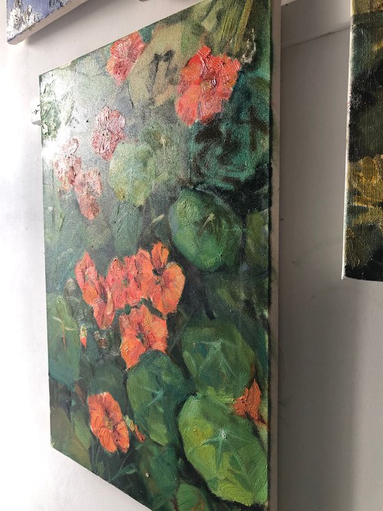 nasturtium