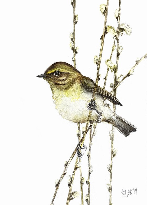 Common chiffchaff,  birds, wildlife watercolours